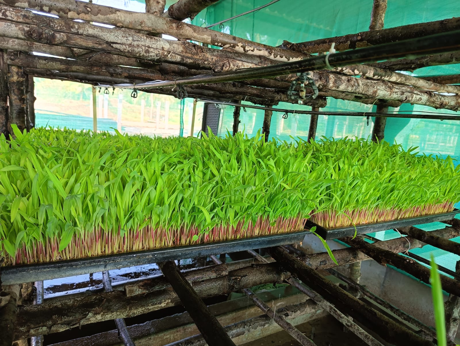 Hydroponics Fodder 3.jpeg
